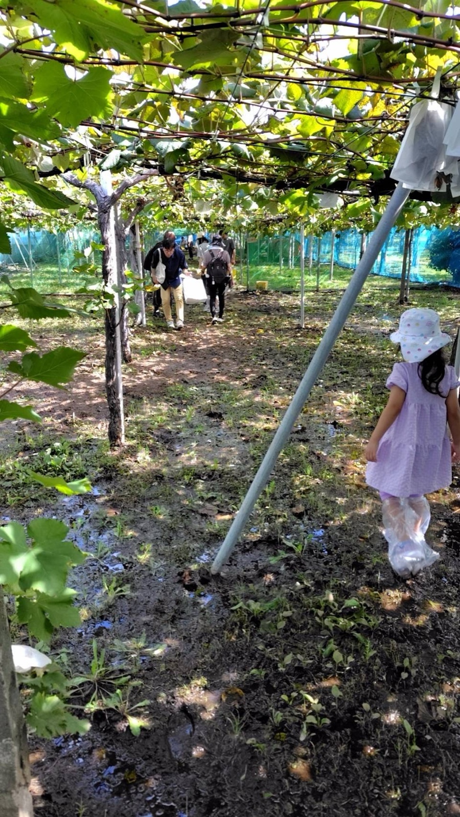 石井テル園のぶどう棚の下を歩く子ども