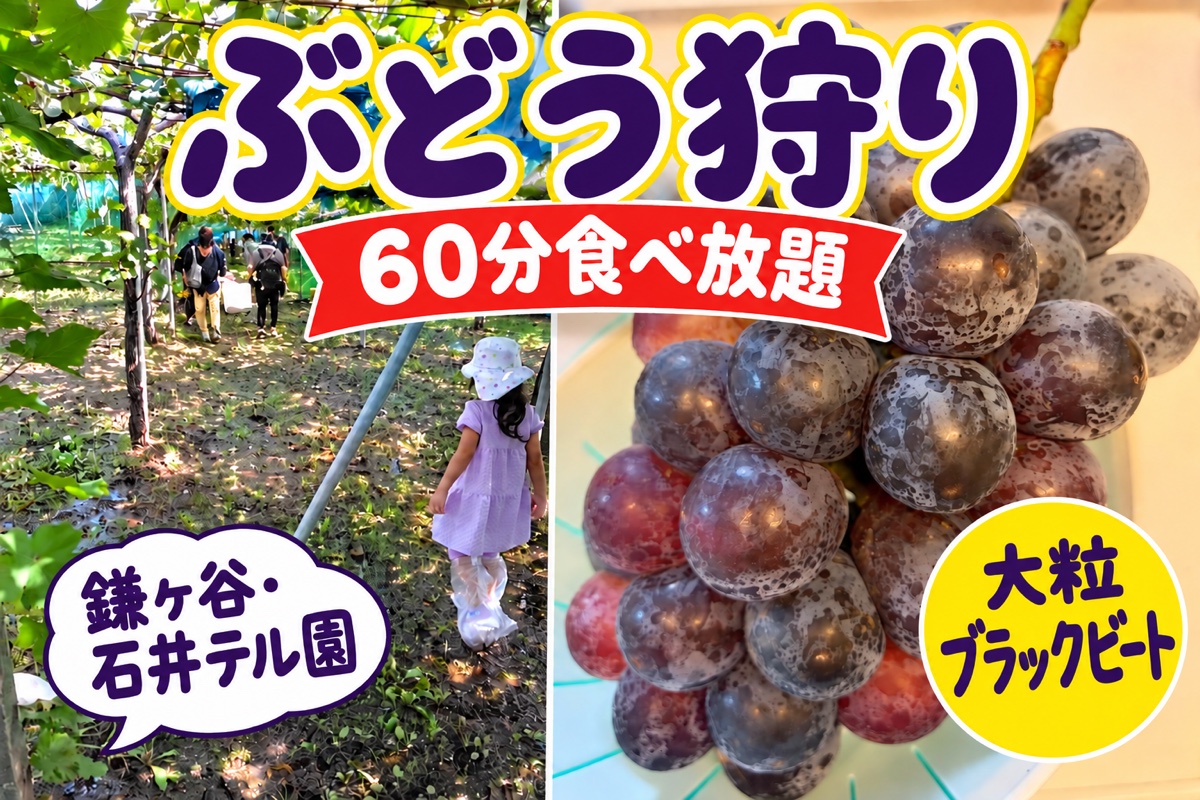 石井テル園のぶどう棚を歩く子どもと大粒のブラックビート
