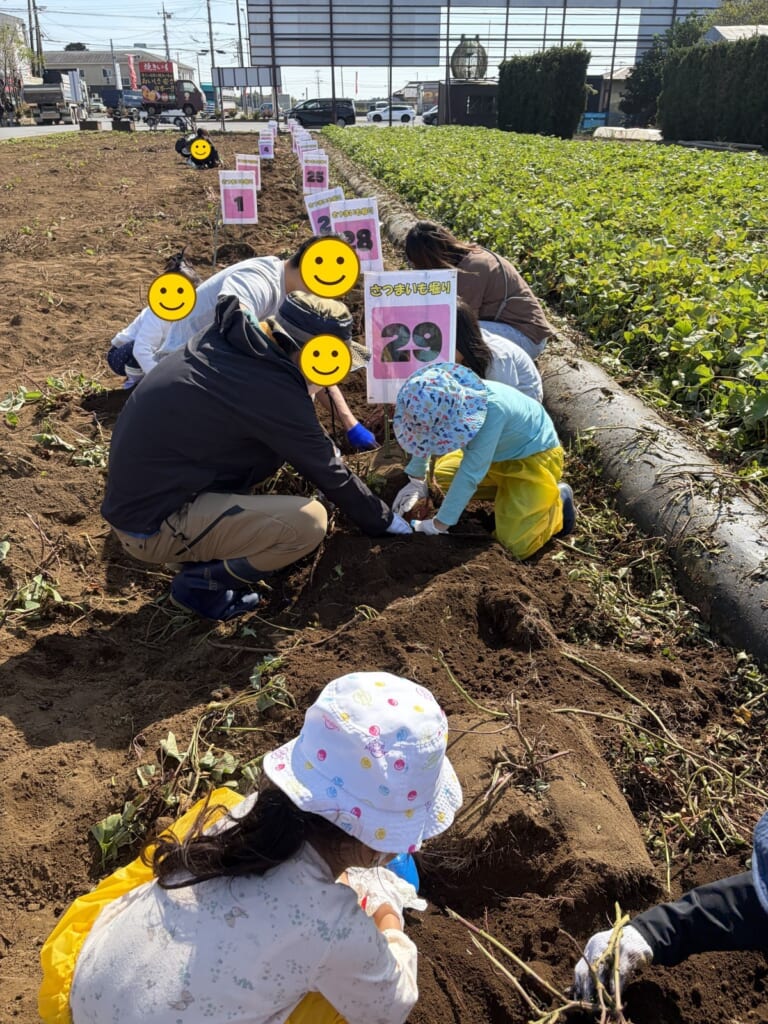 成田ファームランドのさつまいも畑