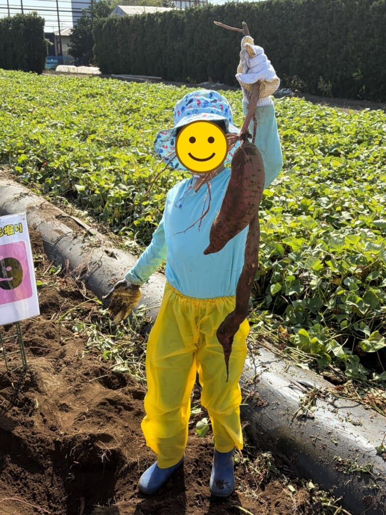 成田ファームランドで掘った大きなさつまいも