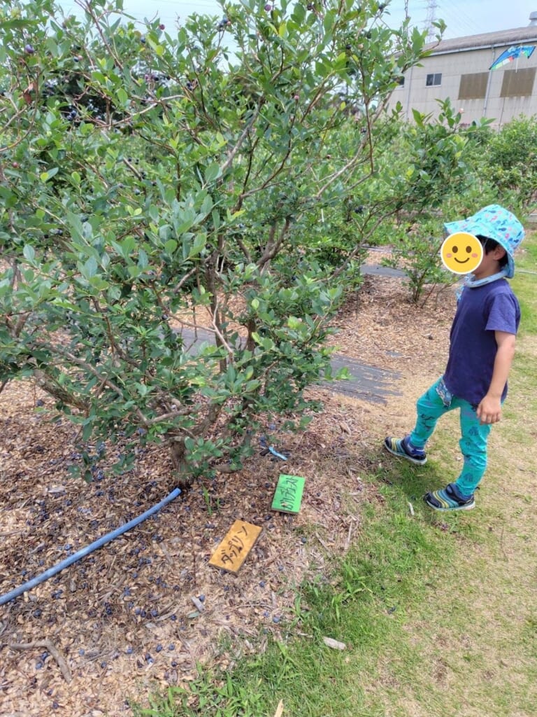 真行寺ブルーベリー園のダップリンの木と足元の札