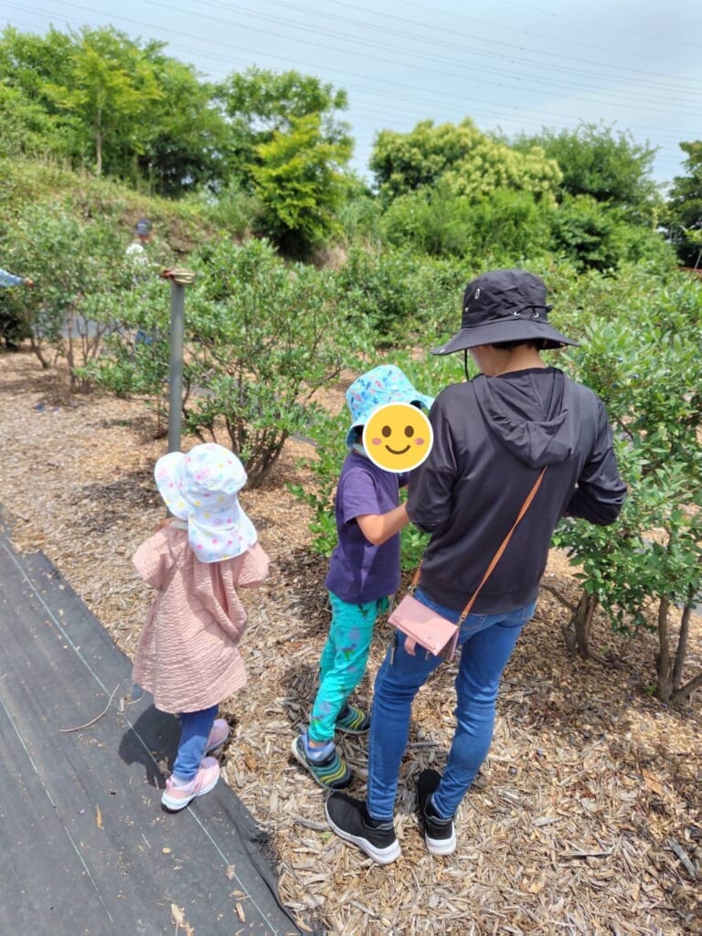 真行寺ブルーベリー園でブルーベリーを摘む子ども