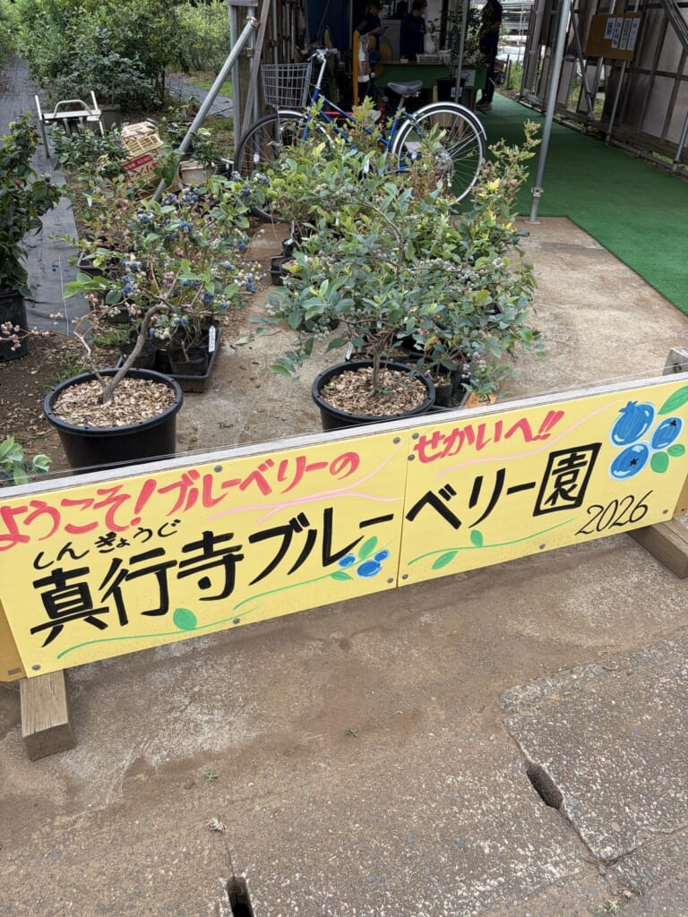 真行寺ブルーベリー園の入口の看板